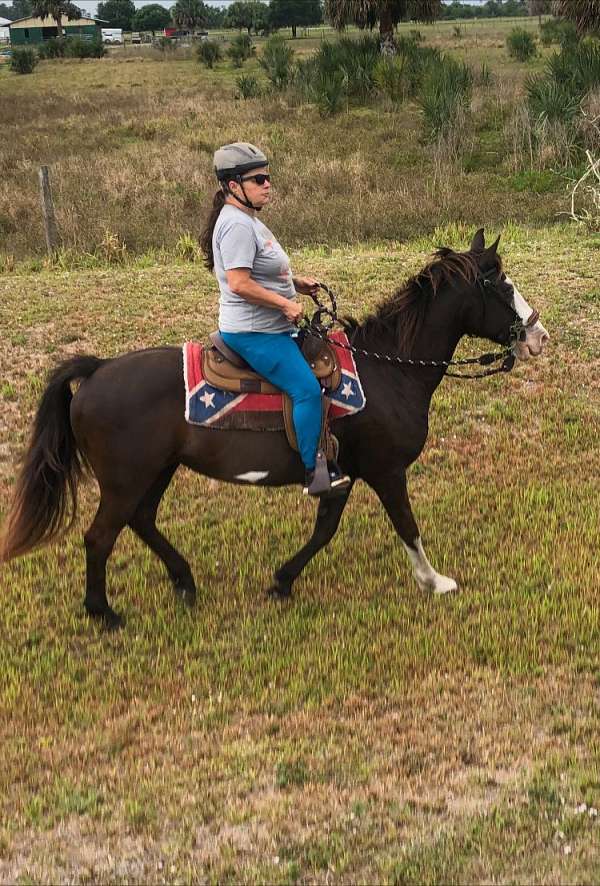 chocolate-white-mare