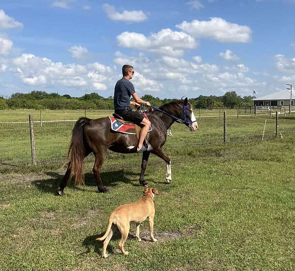 affordable-tennessee-walking-horse