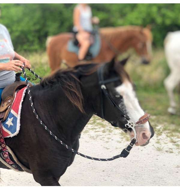 bargain-tennessee-walking-horse