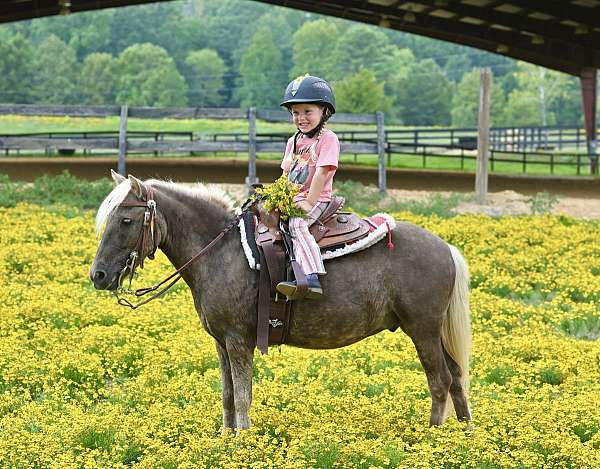 pony