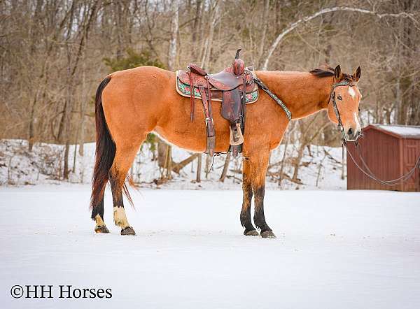 all-around-quarter-horse