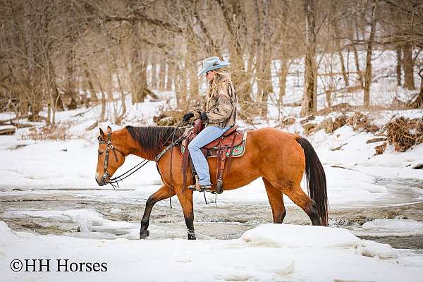 athletic-quarter-horse