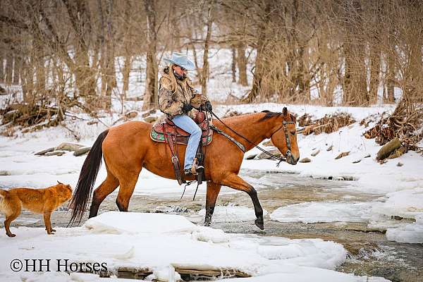 beginner-quarter-horse