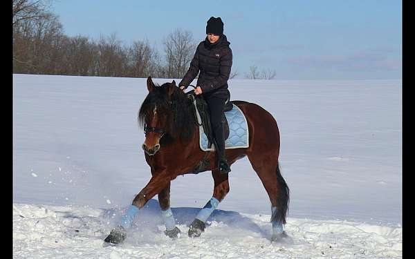 dressage-friesian-horse