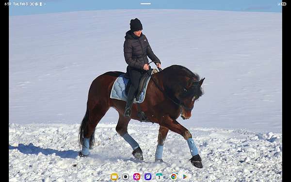 english-pleasure-friesian-horse