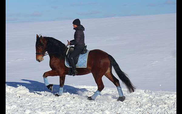 eventing-friesian-horse