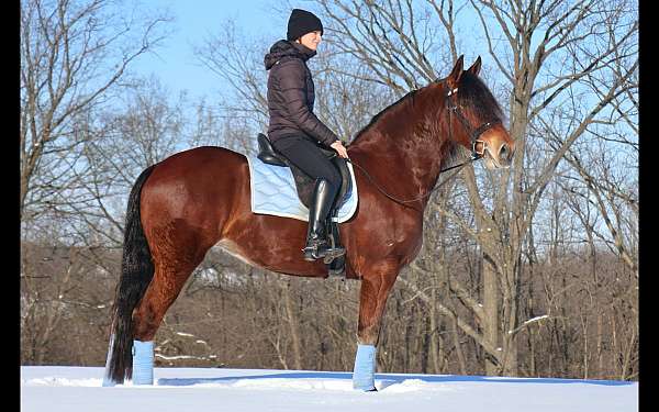 draft-friesian-horse