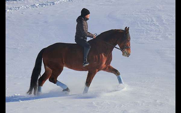 cross-friesian-horse