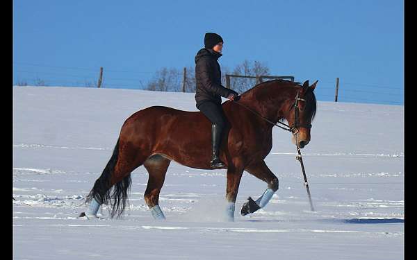 classical-friesian-horse