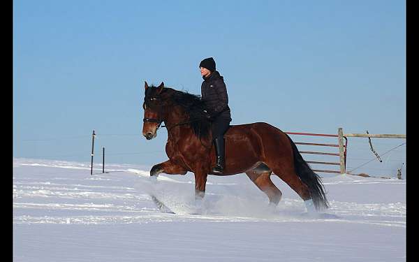 breeding-friesian-horse