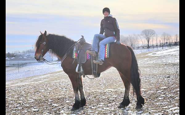 beginner-friesian-horse