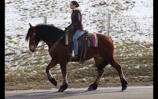 all-around-friesian-horse