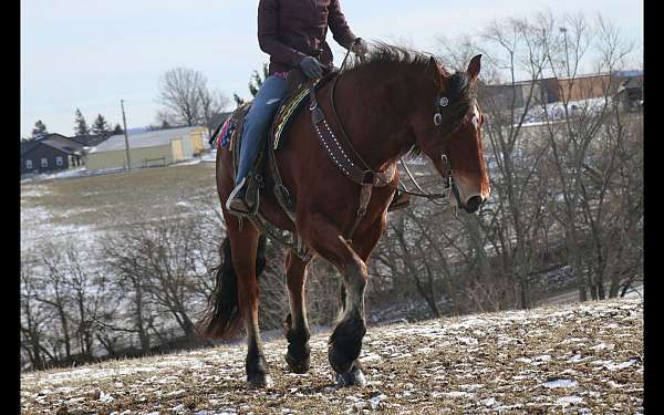 athletic-friesian-horse