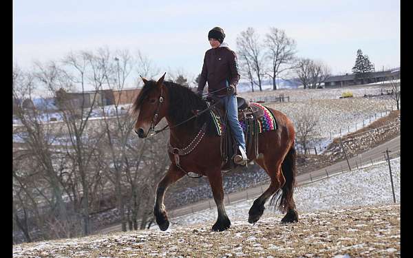 field-hunter-friesian-horse