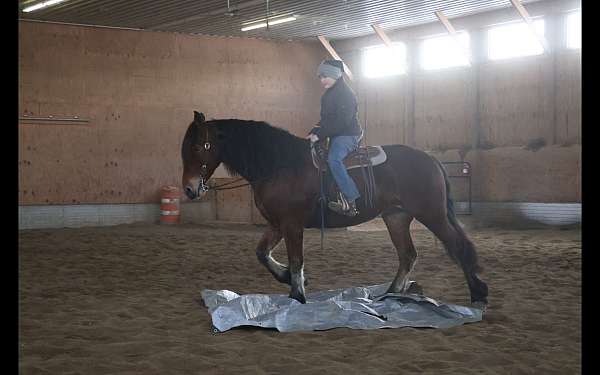 harness-friesian-horse