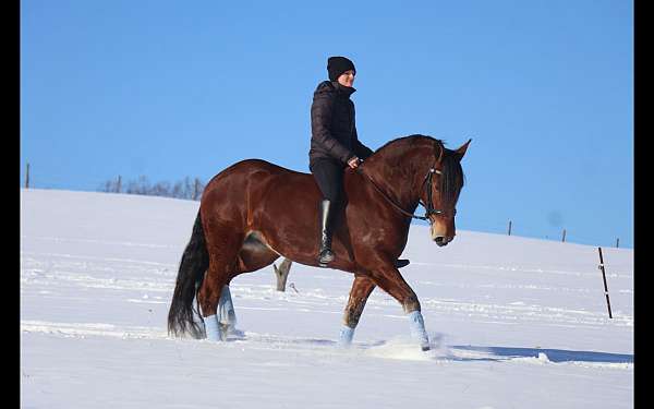 driving-friesian-horse