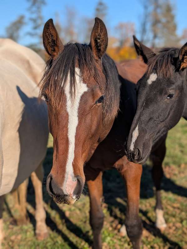 dutch-colt
