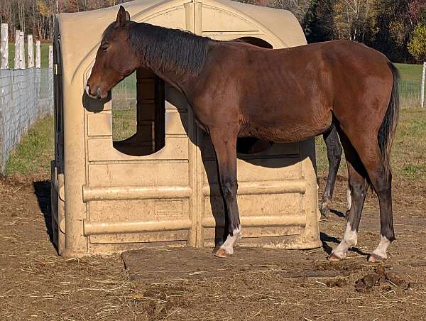 3-white-socks-a-blaze-horse