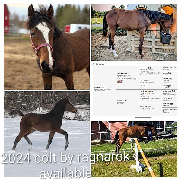 bay-3-white-socks-a-blaze-horse