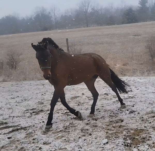 athletic-andalusian-horse