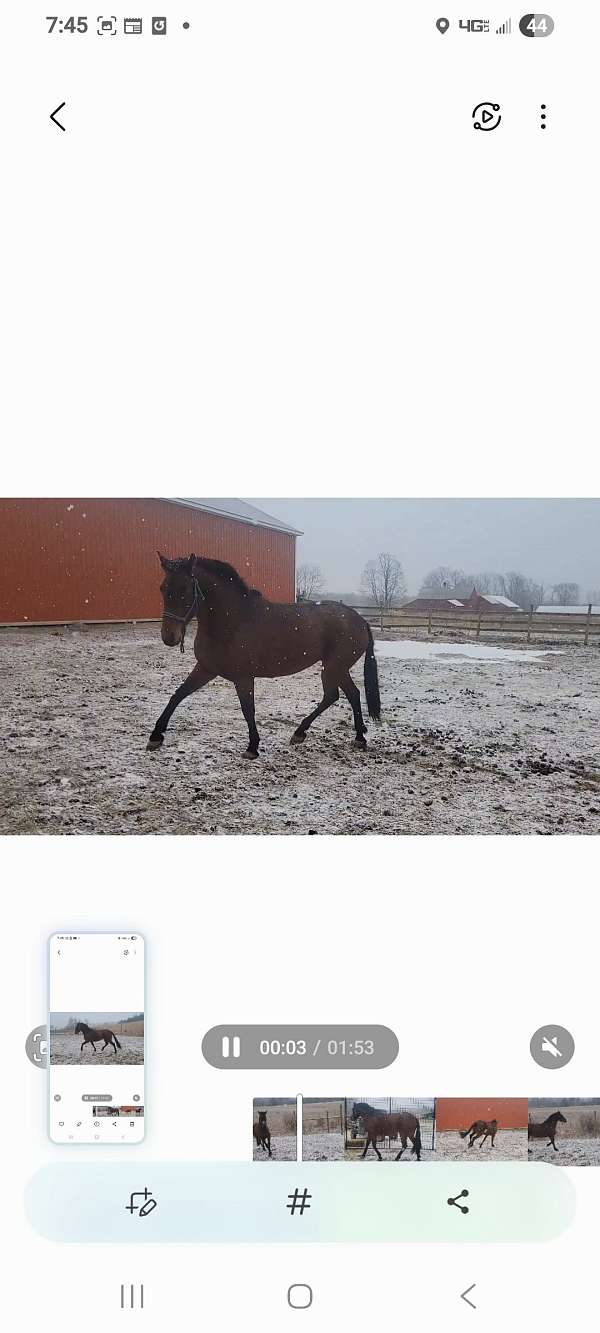 breeding-andalusian-horse