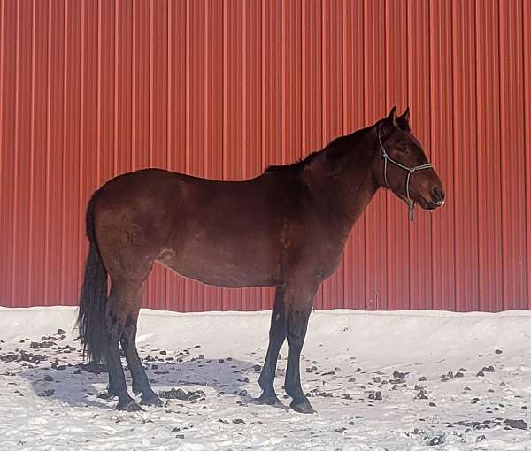 classical-andalusian-horse