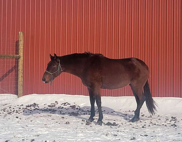 english-pleasure-andalusian-horse