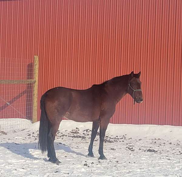 eventing-andalusian-horse