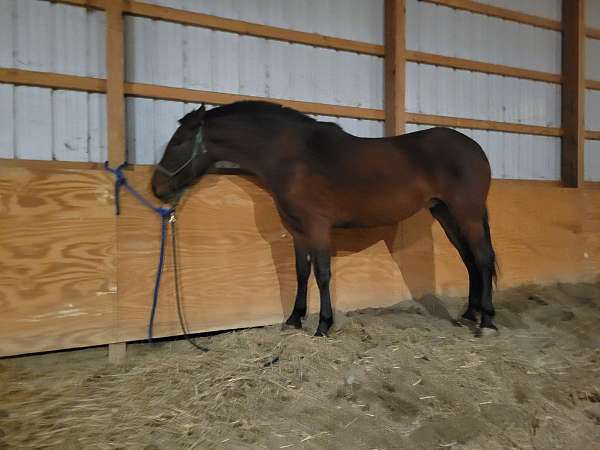 field-hunter-andalusian-horse