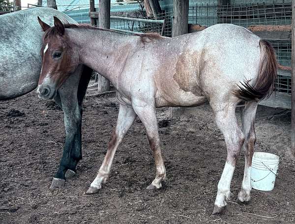 star-4-white-socking-horse