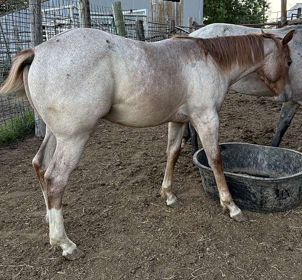 red-roan-star-4-white-socking-horse