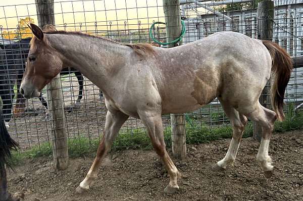 fancy-stallion