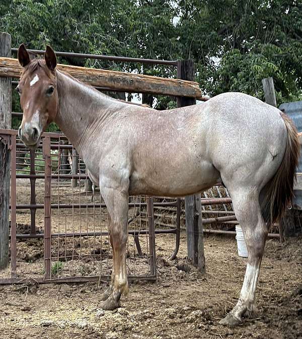 have-been-ridden-stallion