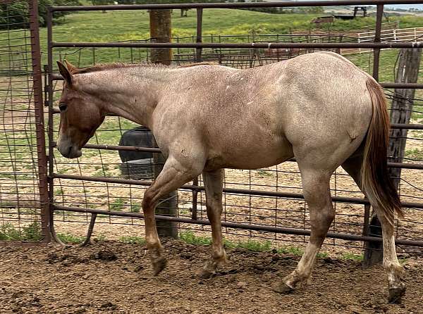 heavy-stallion
