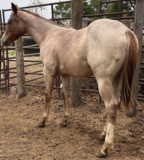 heavy-muscled-stallion