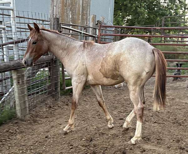 legs-stallion
