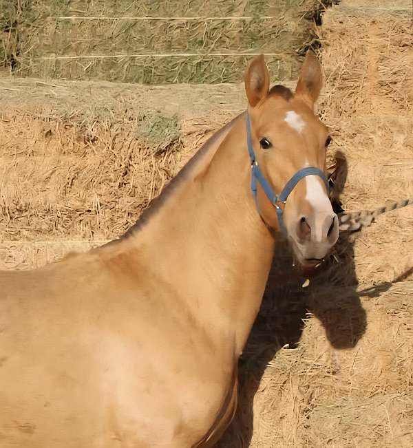 isabelo-star-white-sock-horse