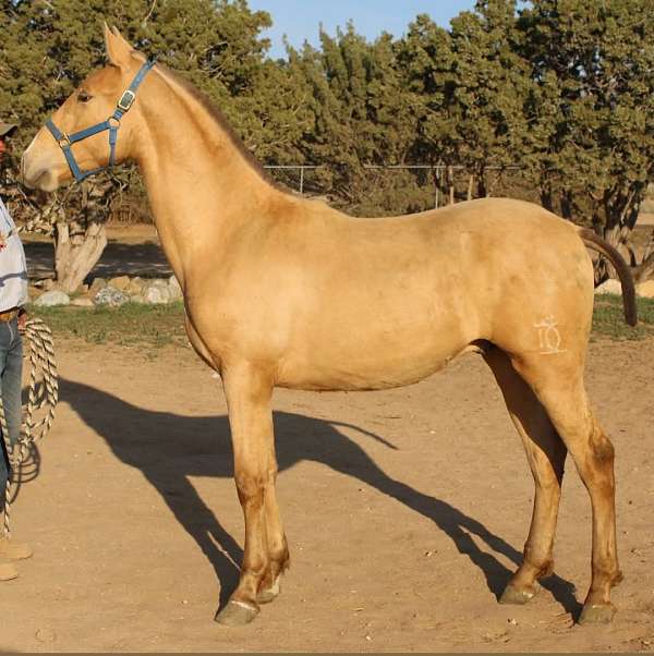 isabelo-english-pleasure-horse