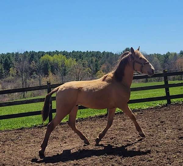 isabelo-working-equitation-horse