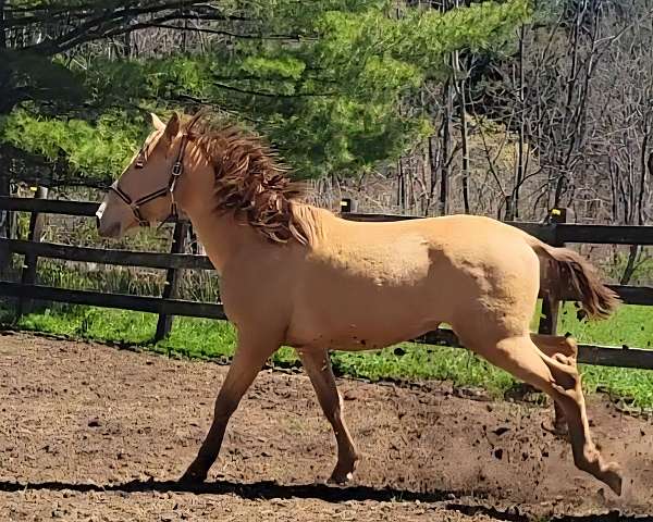 star-white-sock-horse