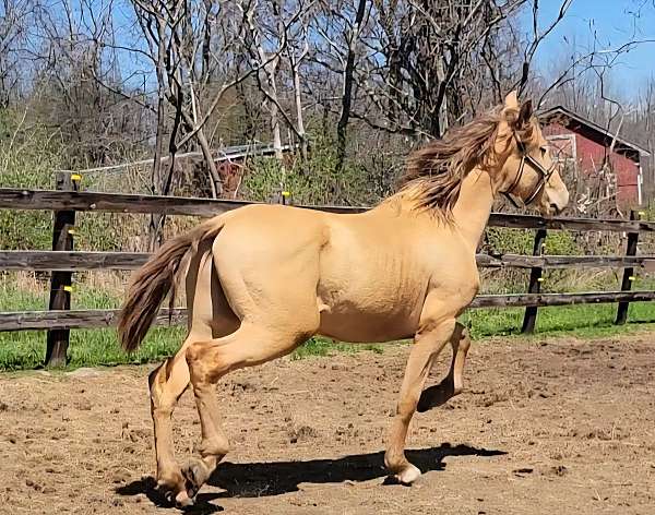 stands-tied-andalusian-horse