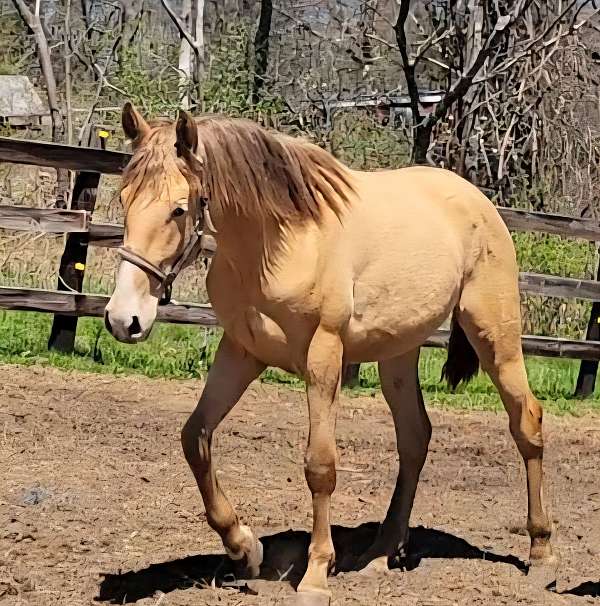 isabelo-andalusian-gelding