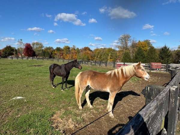 barn-haflinger-horse