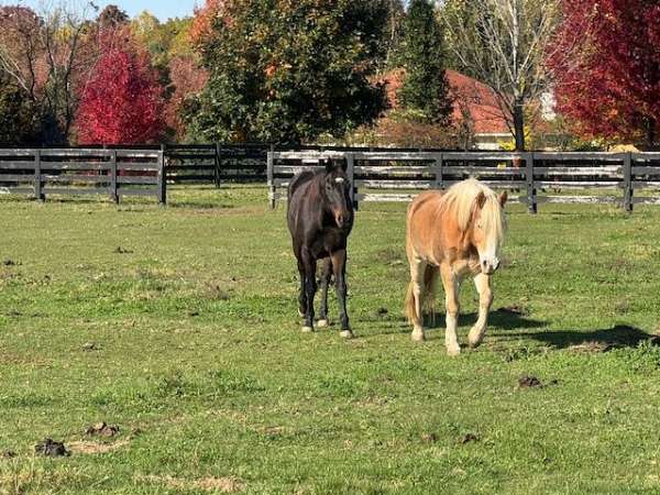 dressage-training-haflinger-horse