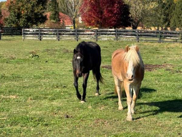 excellent-haflinger-horse