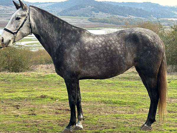 ancce-mare