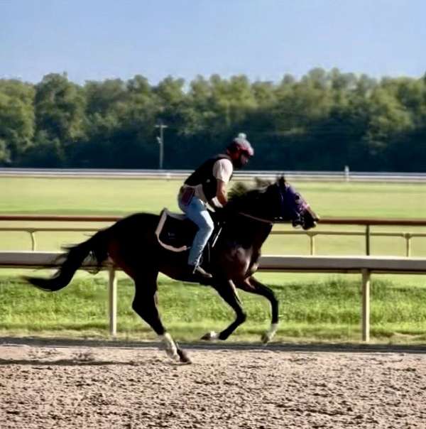 bay-ranch-versat-horse