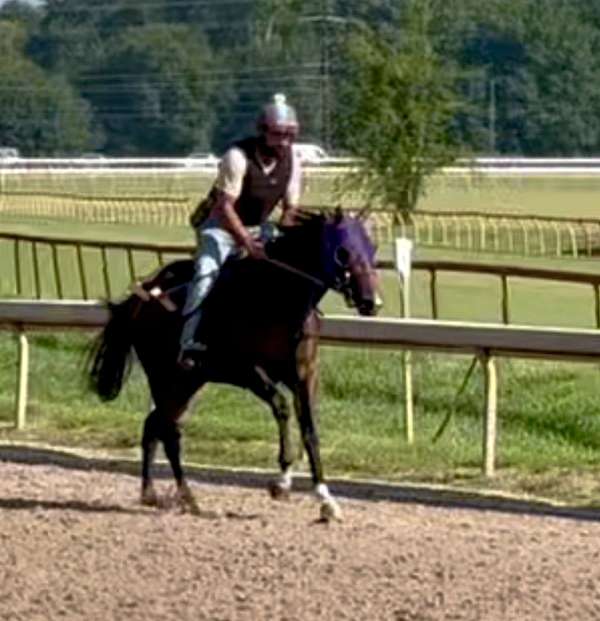 snip-horse