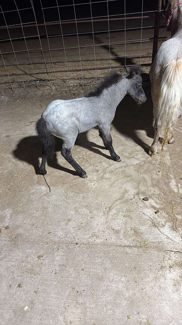 miniature-filly