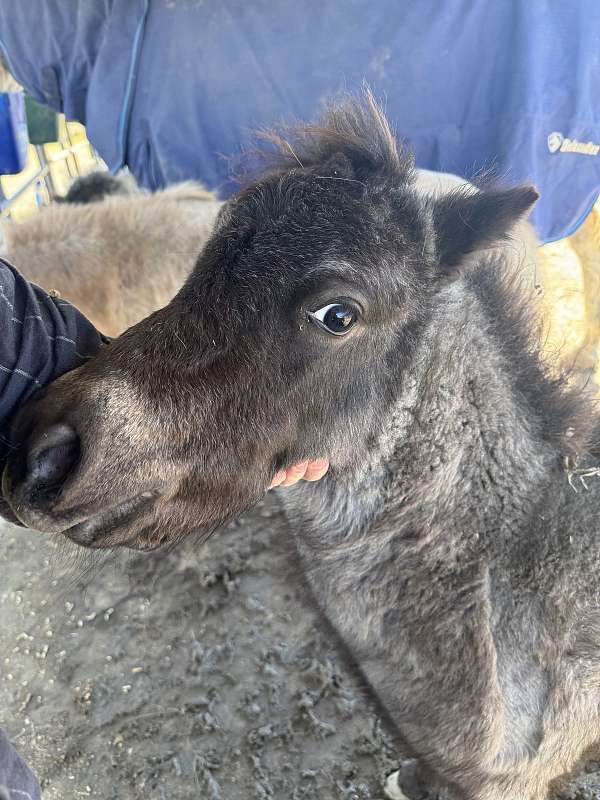 miniature-horse-for-sale